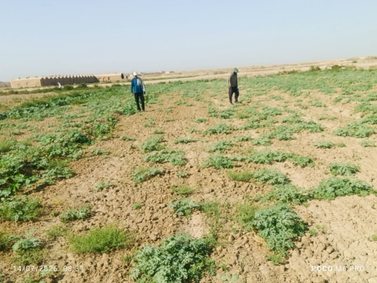 " مرحله سوم طرح مبارزه با مخازن سالک در کانون‌های تحت پوشش شهرستان هرند "