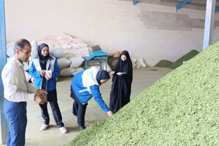 " بازدید از سبزی خشک کنی های روستای اسلام آباد "