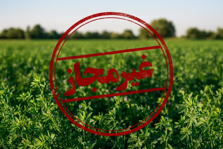 " گزارش بازدید از محل برداشت غیرمجاز فاضلاب خام جهت آبیاری اراضی کشاورزی "