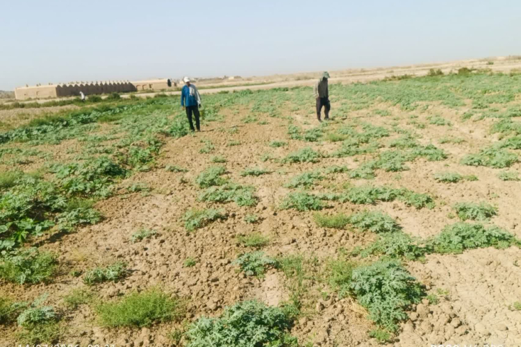 " مرحله سوم طرح مبارزه با مخازن سالک در کانون‌های تحت پوشش شهرستان هرند "