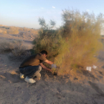 ⭕️" اجرای نخستین مرحله از عملیات چک حشره‌شناسی به منظور  مبارزه با سالک "